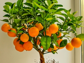 Какие апельсины пригодны для посадки?