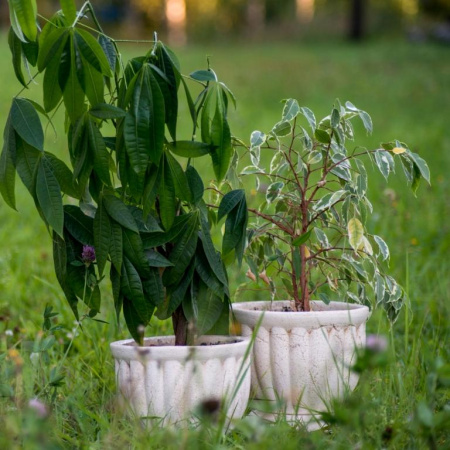 Диана №2 Диана №2