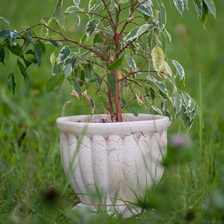 Диана №2 Диана №2