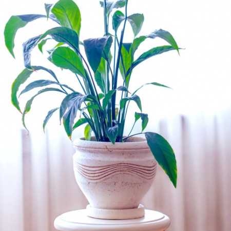 Мелисса микро