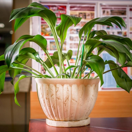 Диана №2 Диана №2