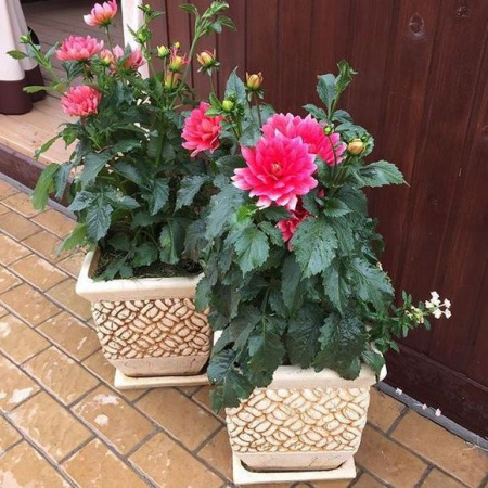 Орфия №1 Орфия №1